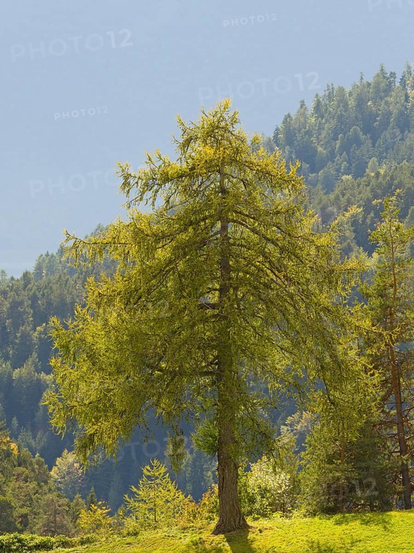 Larch meadows on the Salten