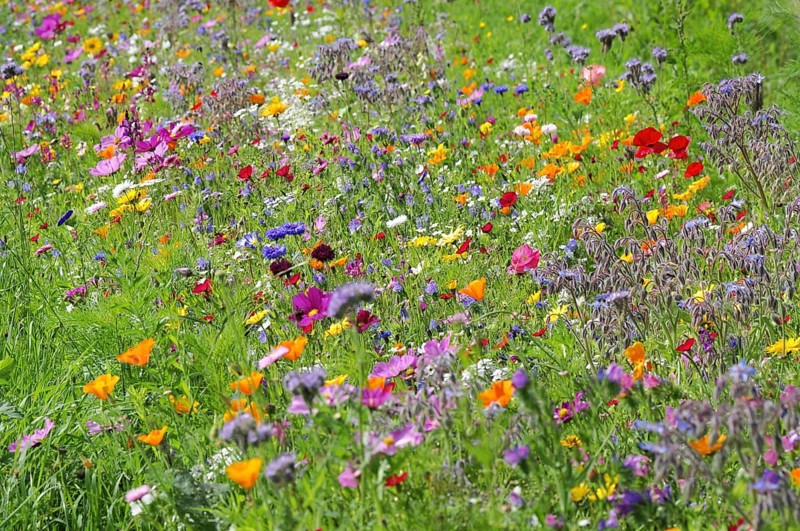 Summer flower meadow