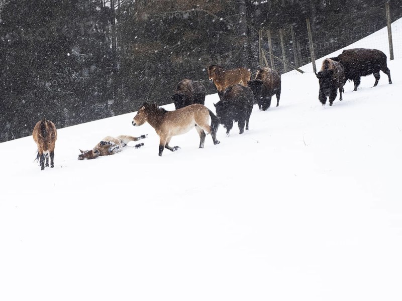 American bisons (Bos bison) and przewalski's horses (Equus przewalskii) during snowfall in winter