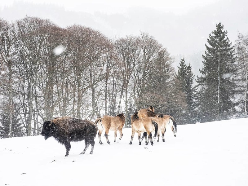 American bison (Bos bison) and przewalski's horses (Equus przewalskii) during snowfall in winter