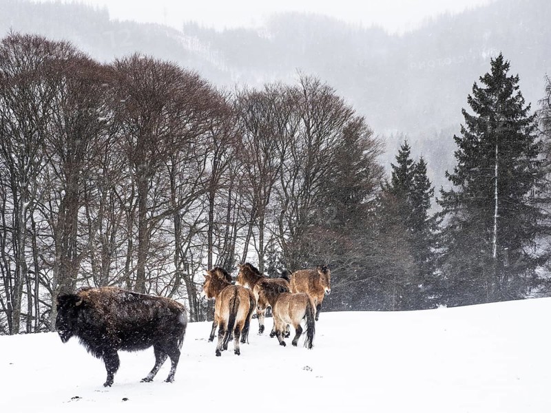 American bison (Bos bison) and przewalski's horses (Equus przewalskii) during snowfall in winter