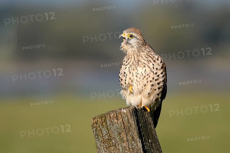 Common kestrel (Falco tinnunculus)