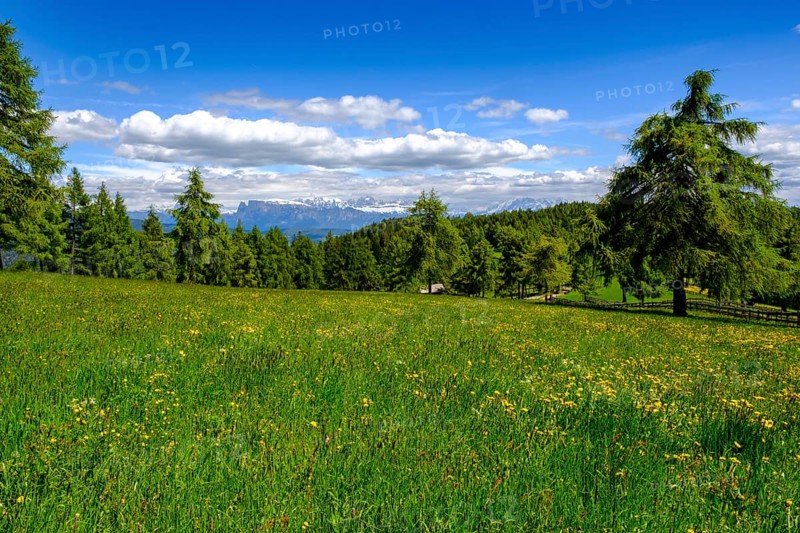 Larch meadows