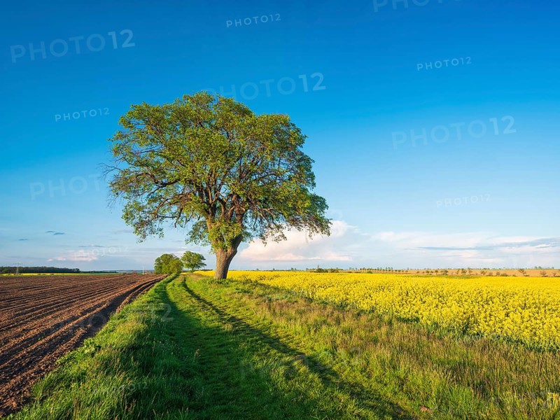 Cultivated landscape in spring
