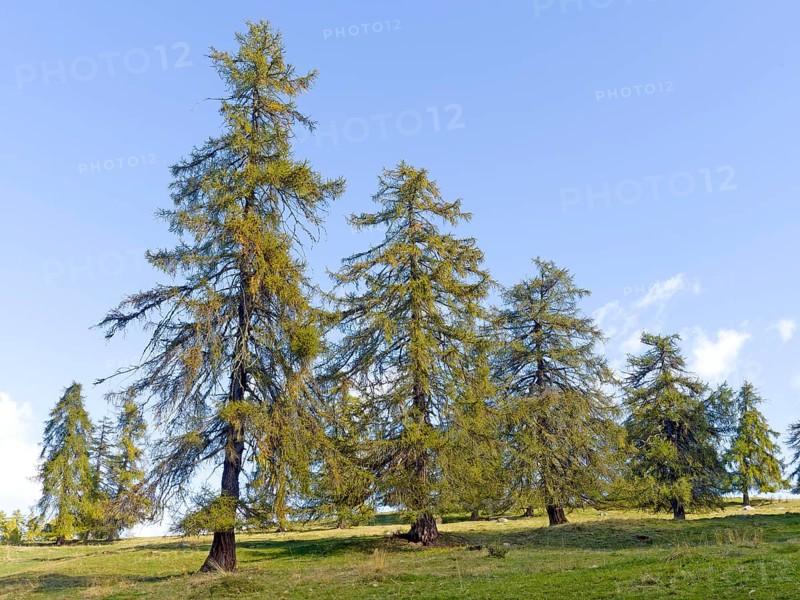 Larch meadows on the Salten