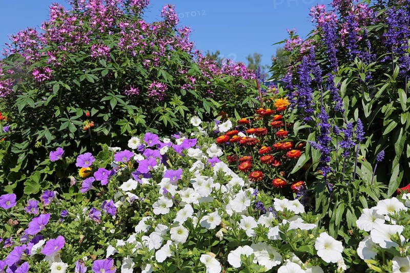 Petunias (Petunia)