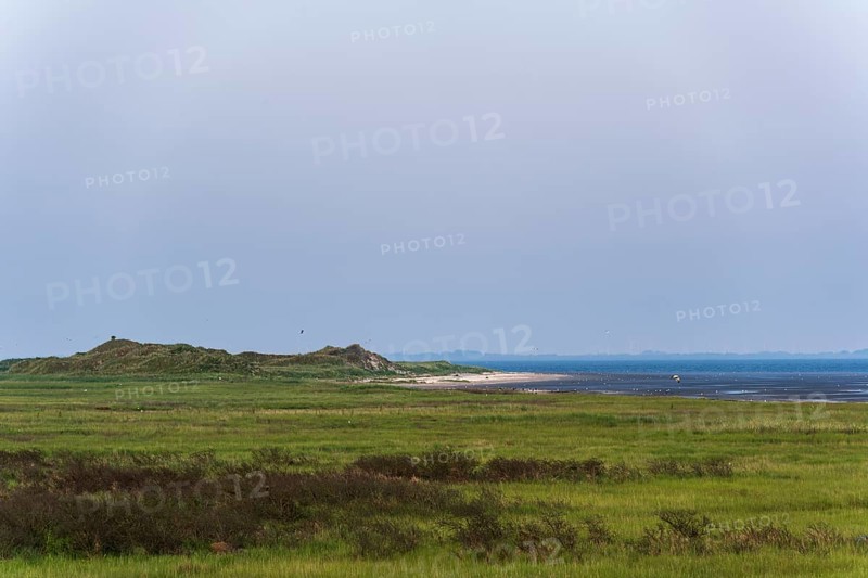 Coastal salt marshes