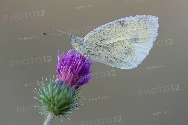 Small cabbage white (Pieris rapae) butterfly