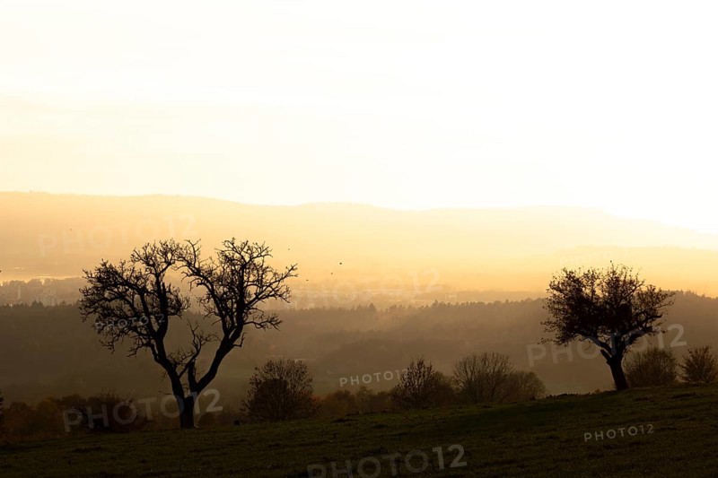 Bare trees in the forest near Liggeringen
