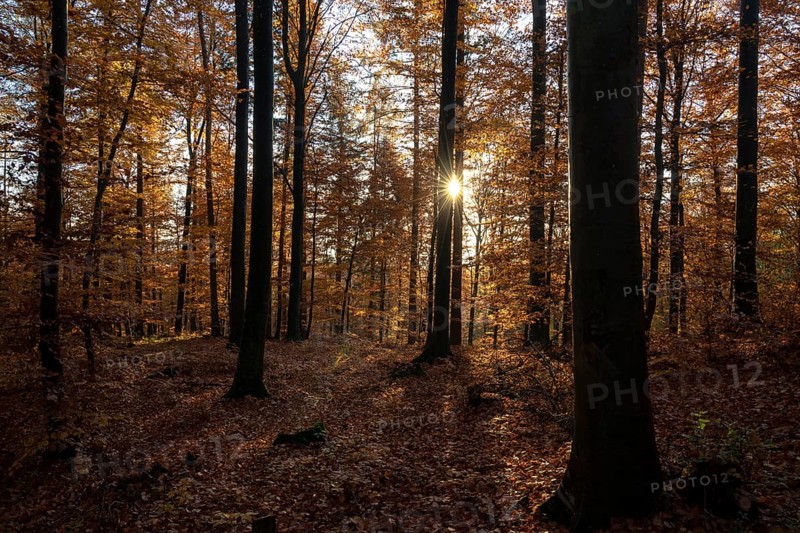 Afternoon sun in the beech forest near Liggeringen