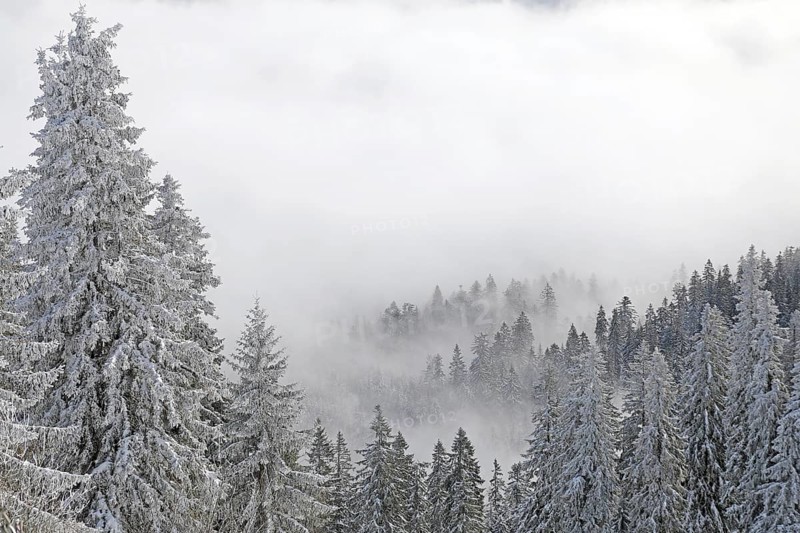 Snowy landscape
