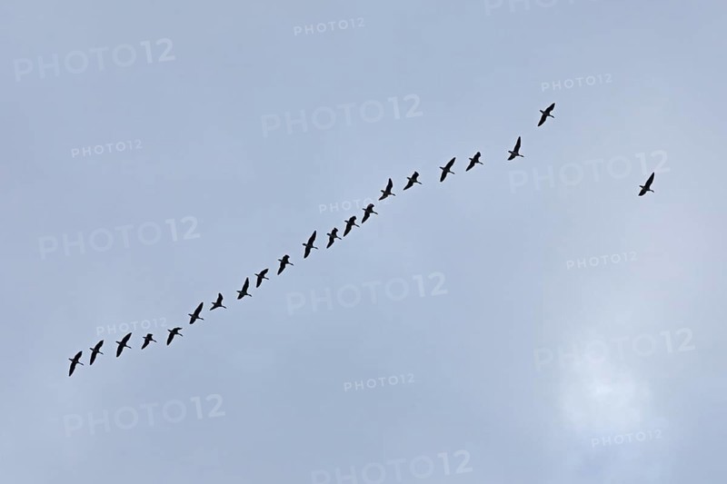 Flock of wild geese