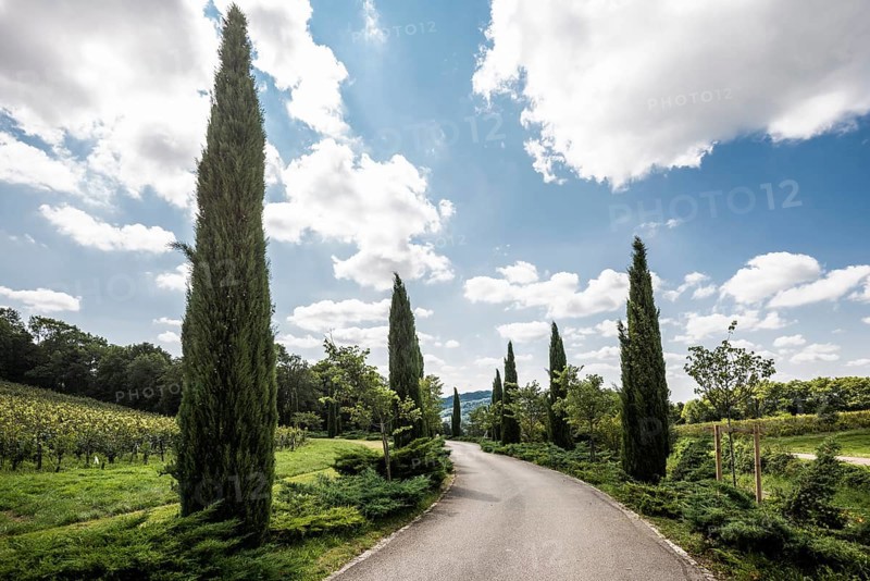 Path with cypresses