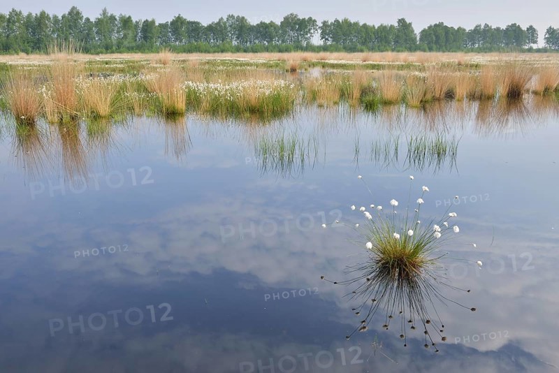 Hare's-tail cottongrass (Eriophorum vaginatum) in a bog