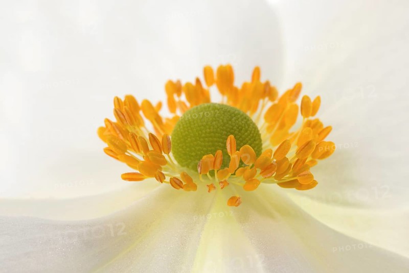 White chinese anemones (Anemone hupehensis)