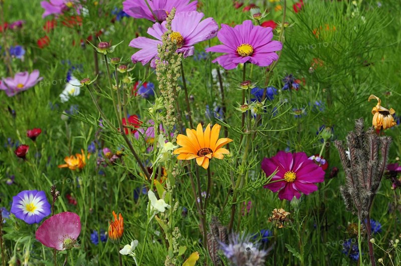 Summer flower meadow
