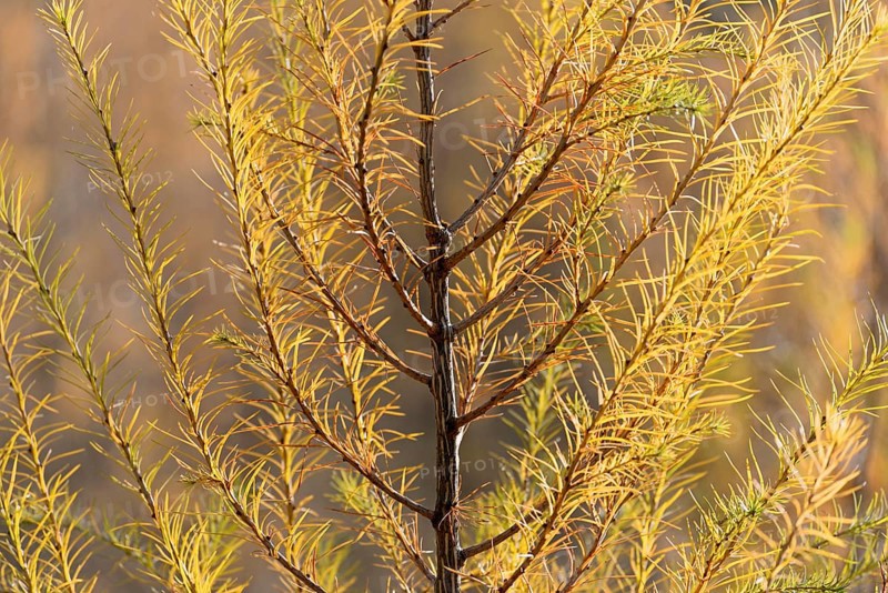 European larch (Larix decidua)