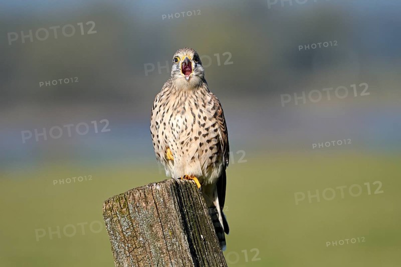 Common kestrel (Falco tinnunculus)