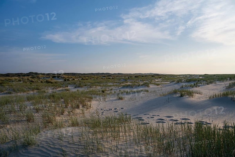 Marram Grass