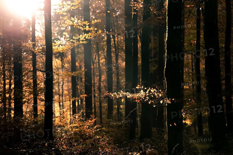 Afternoon sun in the beech forest near Liggeringen