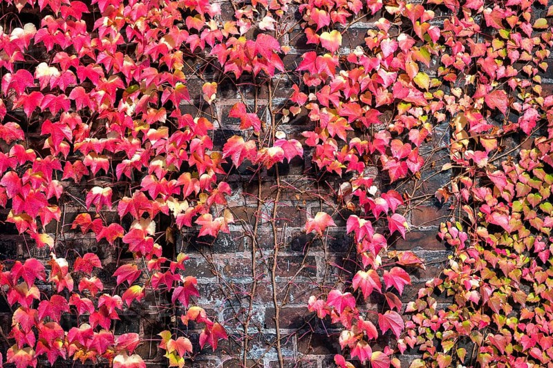 Wild vine (Parthenocissus tricuspidata)
