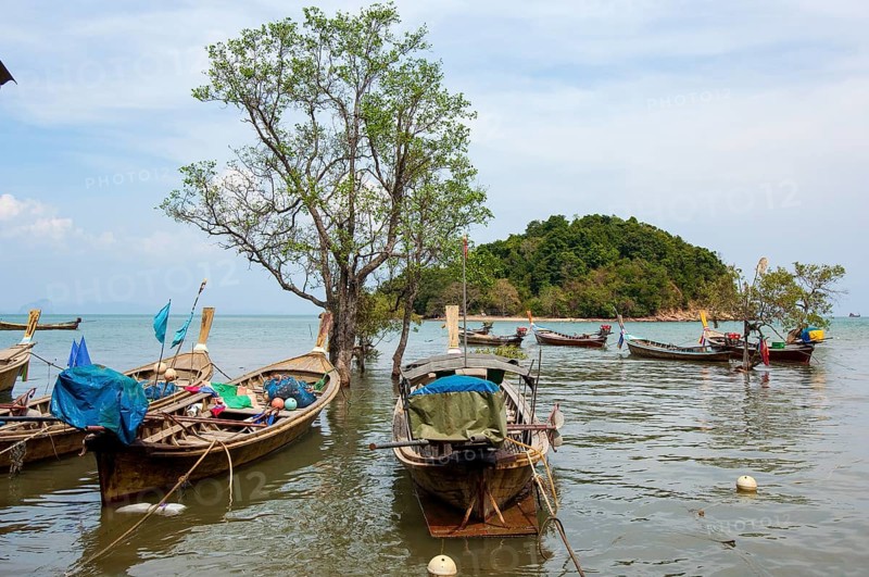 Typical simple Thai fishing boats are tied to tree in water