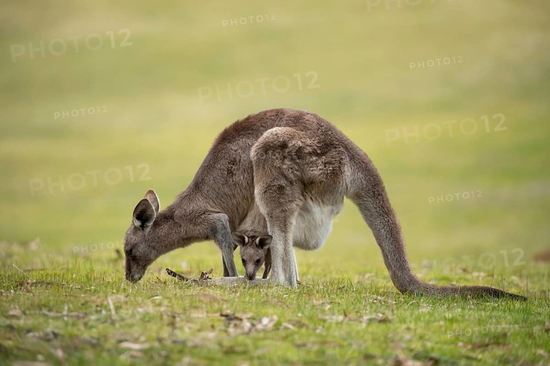 Eastern grey kangaroo (Macropus giganteus) adult female with a juvenile baby joey in it's pouch