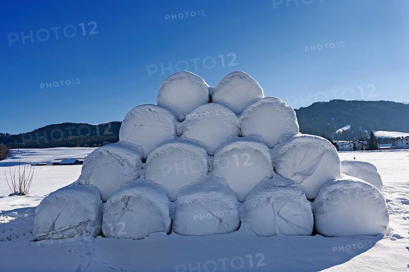 Snow-covered silage bales near Nellenbruck