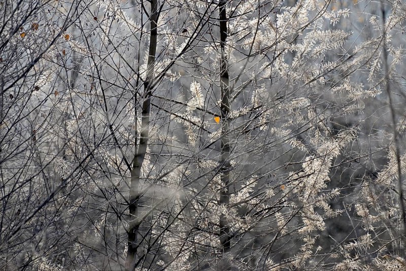 European larch (Larix decidua)
