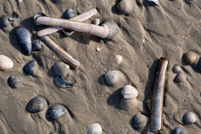 Mussels