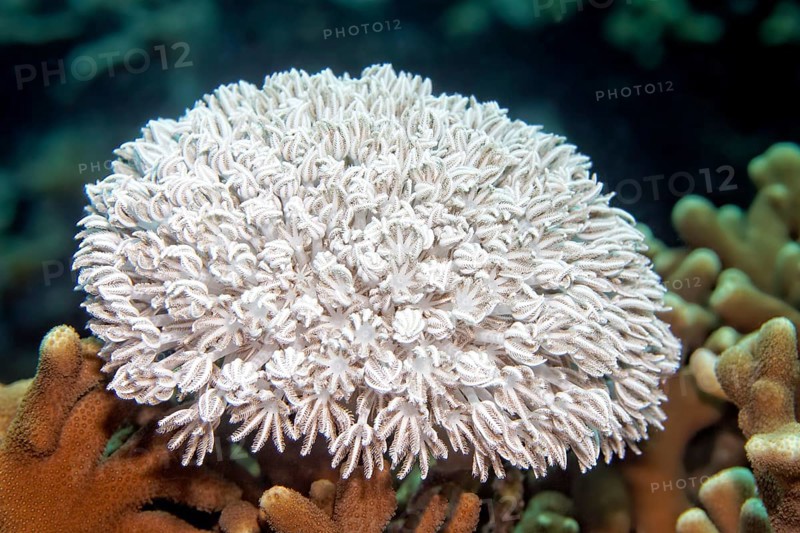 Small Xenia coral (Xenia sp.)