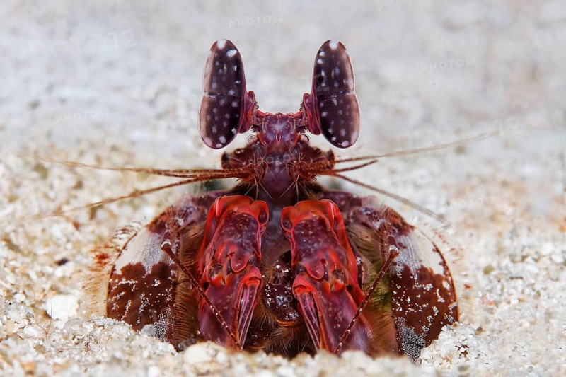 Spear mantis shrimp (Lysiosquillina lisa)