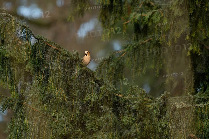 Hawfinch (Coccothraustes coccothraustes) on a conifer in the park