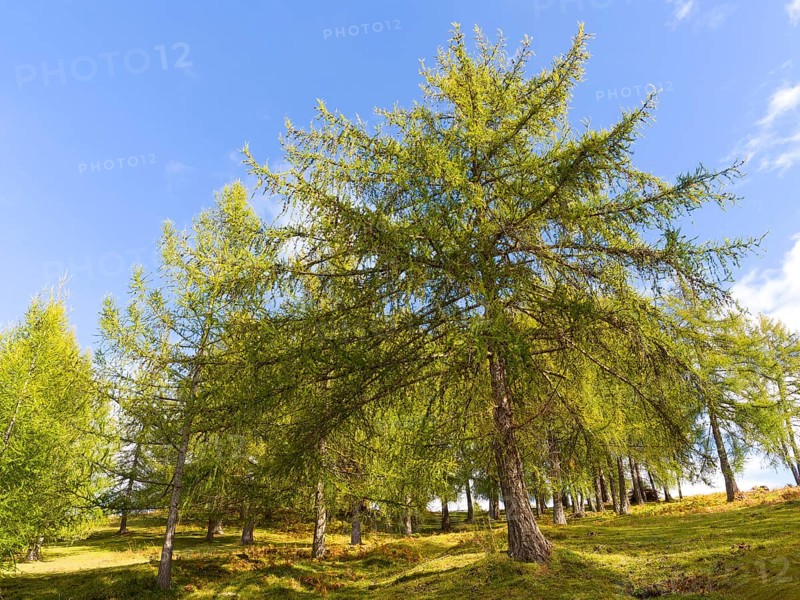 Larch meadows on the Salten