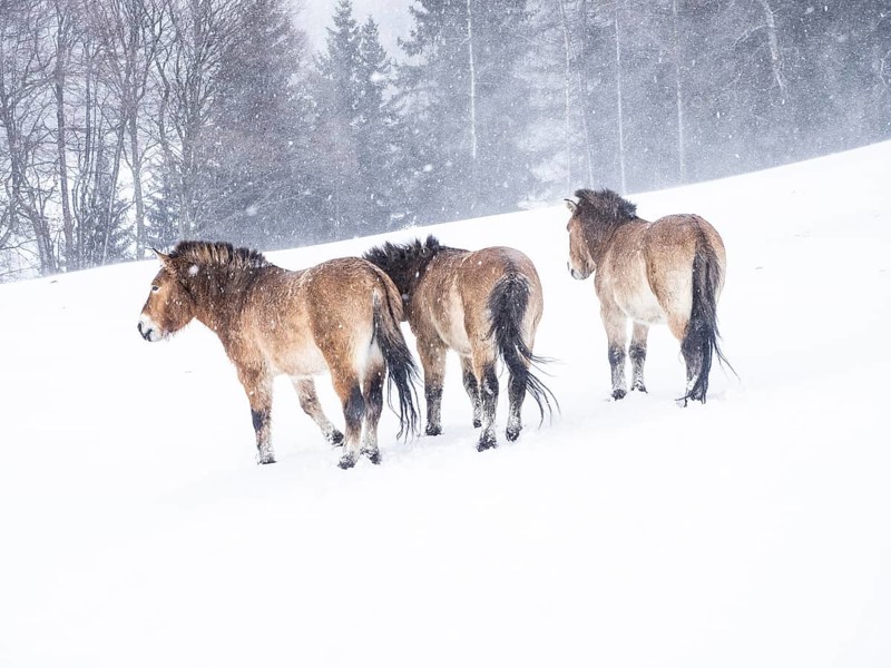 Przewalski's horses (Equus przewalskii) during snowfall in winter