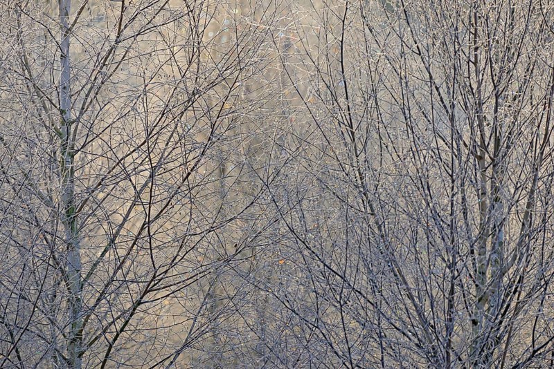 Birches (Betula)