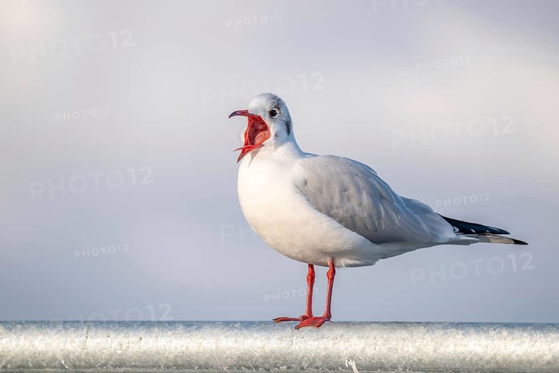 Laughing gull in winter plumage screaming with open beak standing on railing