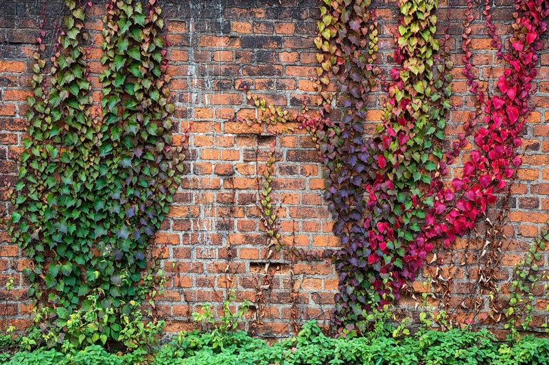 Wild vine (Parthenocissus tricuspidata)