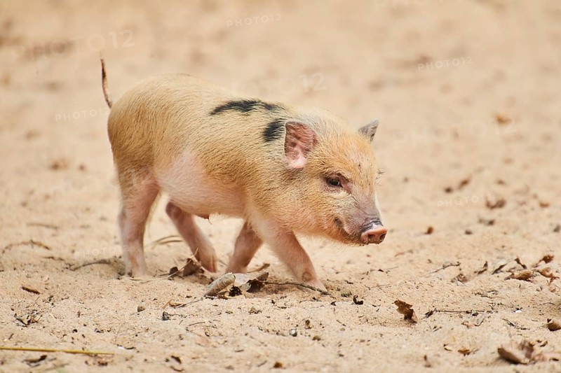 Vietnamese Pot-bellied piglets