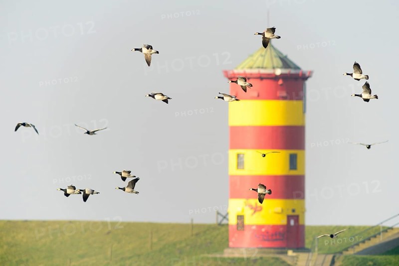 Barnacle geese (Branta leucopsis) at Pilsum lighthouse