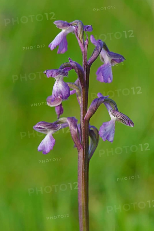 Early purple orchid (Orchis mascula)