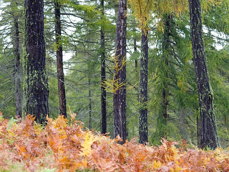 Larch meadows on the Salten