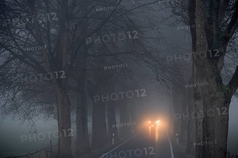 Avenue of trees in early morning fog