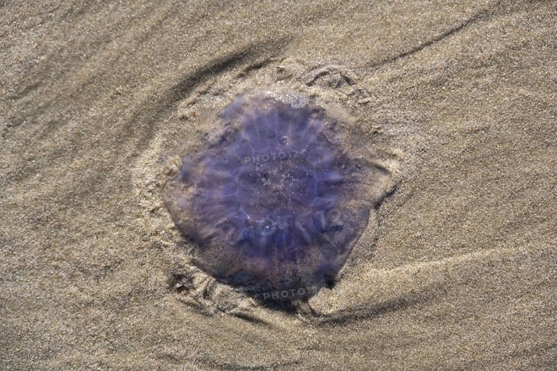 Blue jellyfish (Cyanea lamarckii) on a sandy beach