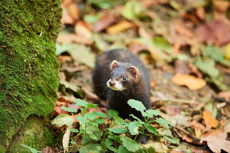 Ferret (Mustela putorius furo)