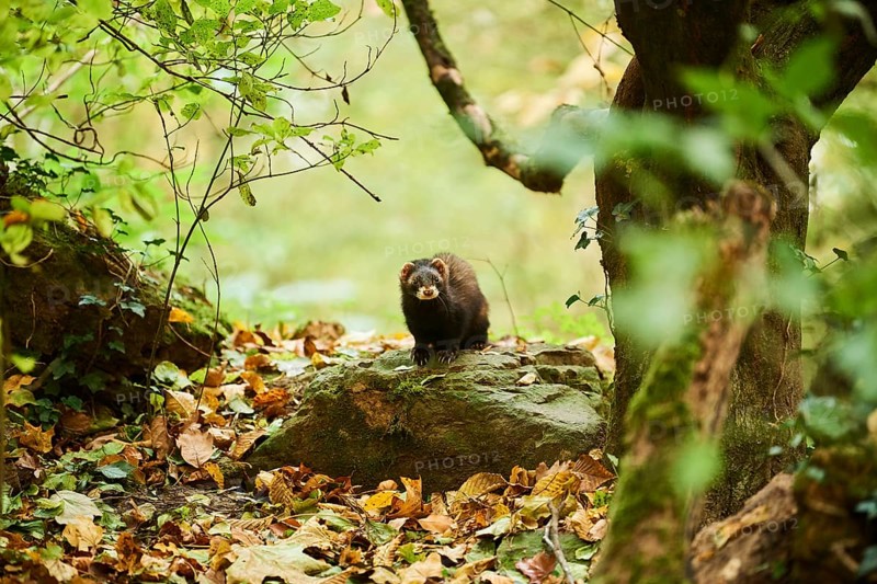 Ferret (Mustela putorius furo)