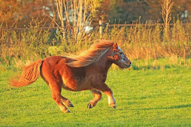 Horse (Equus)