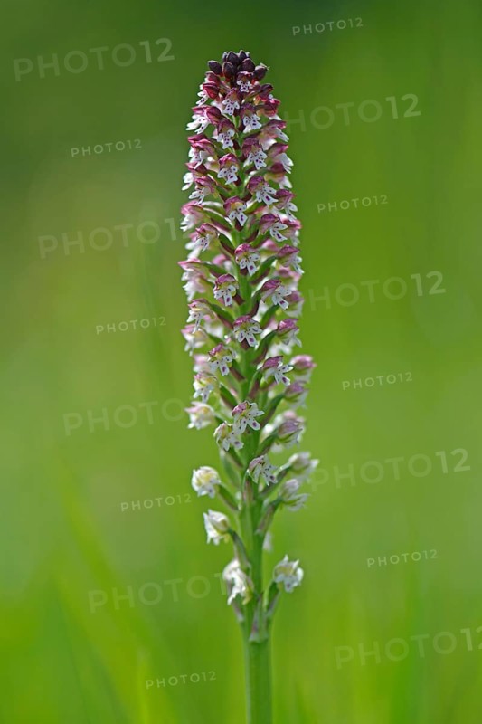 Burnt-tip orchid (Orchis ustulata)