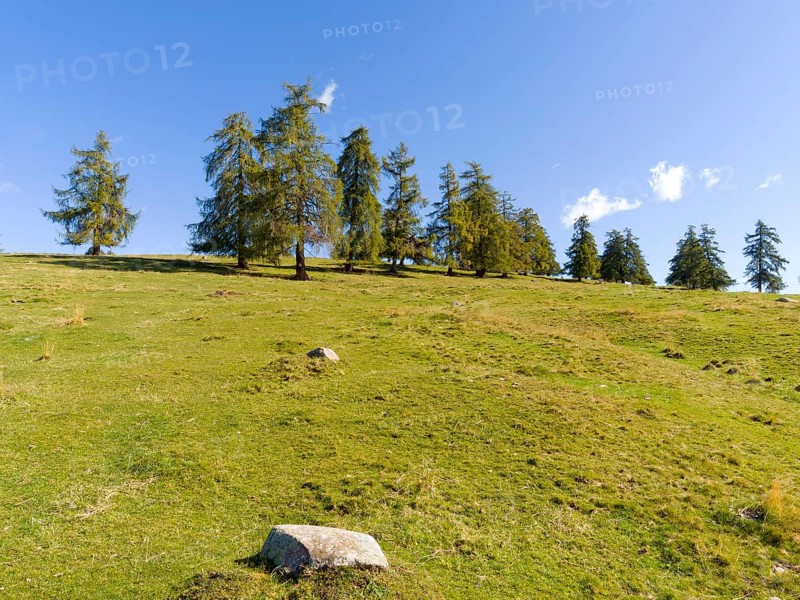 Larch meadows on the Salten