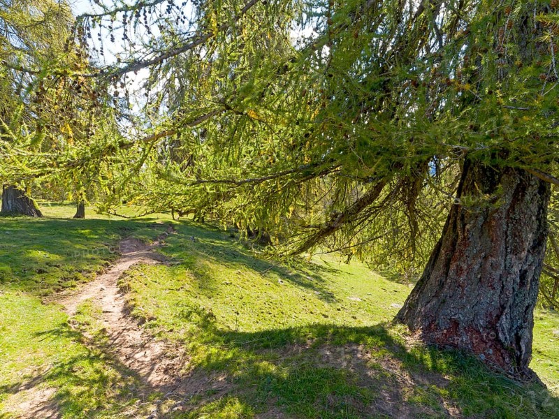 Larch meadows on the Salten